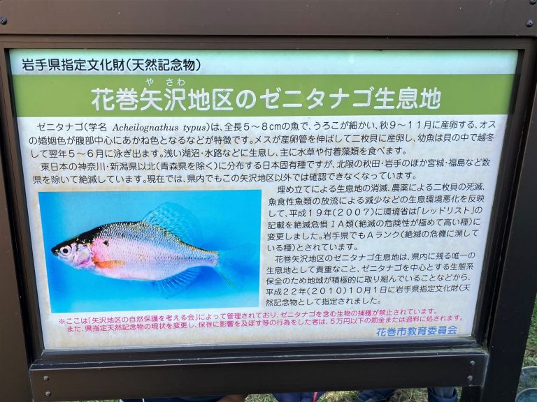 今年も矢沢の自然保護を考える会の「夏の自然観察会」に参加してきました🎶その②